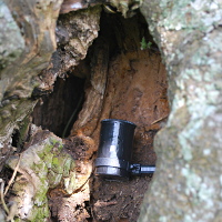 film can camera in hollow tree